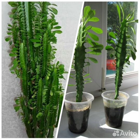 Суккуленты 1