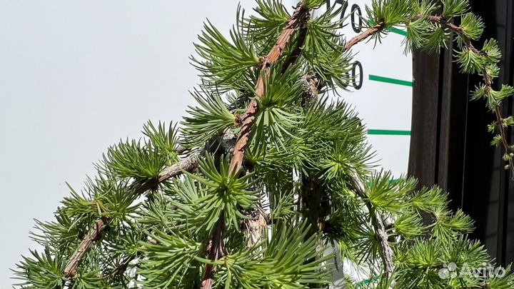 Лиственница 150 см