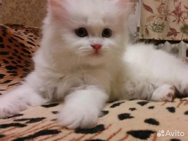 Сибирские котята