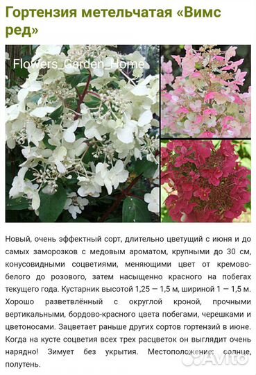 Гортензия метельчатая Вимс Рэд
