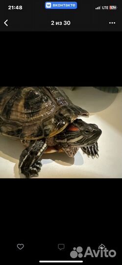 Черепаха