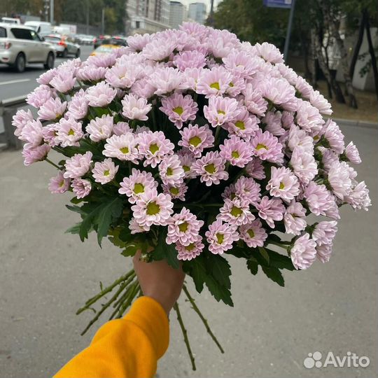 Хризантемы сантини розовые 33 шт