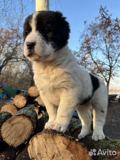 Щенки алабая