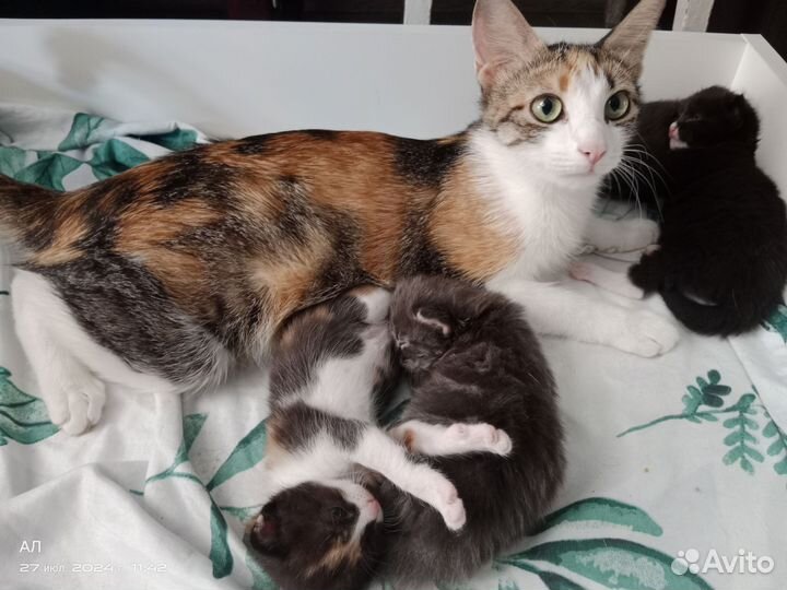 Кошечка Муся