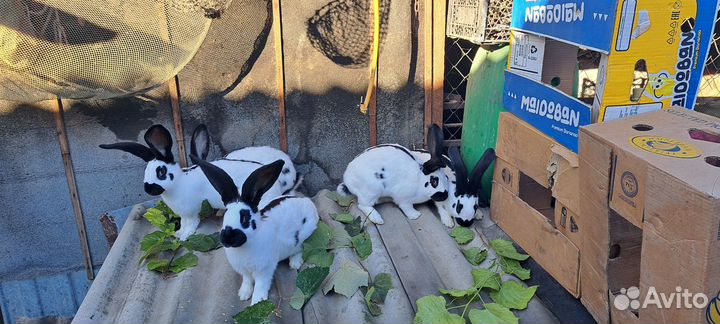 Продам молодых самок нпв