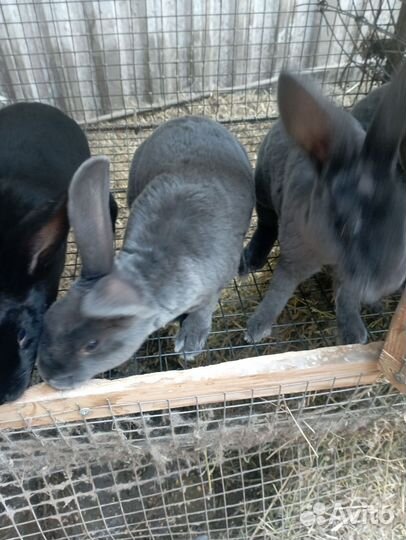 Кролики породы рекс