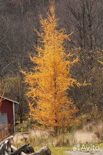 Лиственница Американская