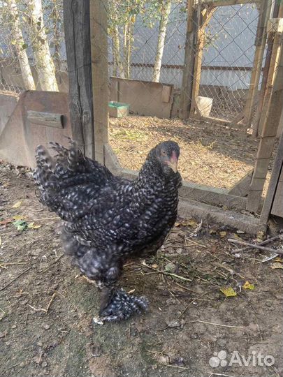 Курочка петушки Брама