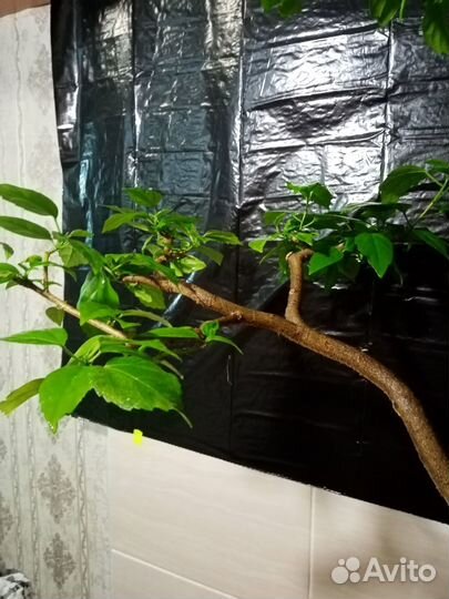 Гибискус.Китайская роза.Бонсай 20 лет