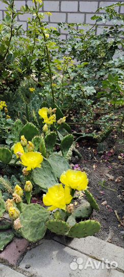 Кактус опунция уличный