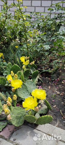 Кактус опунция уличный