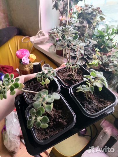 Аихризон дерево любви