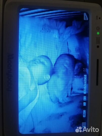 Видеоняня moonybaby 55935-Т