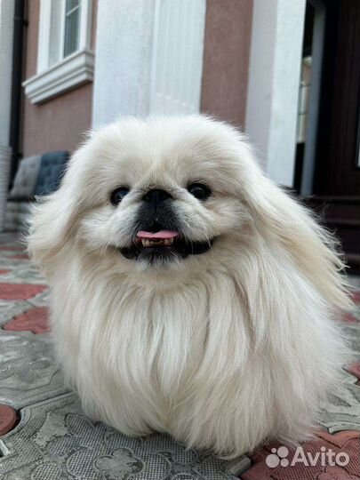 Вязка пекинес