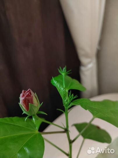 Гибискус китайская роза