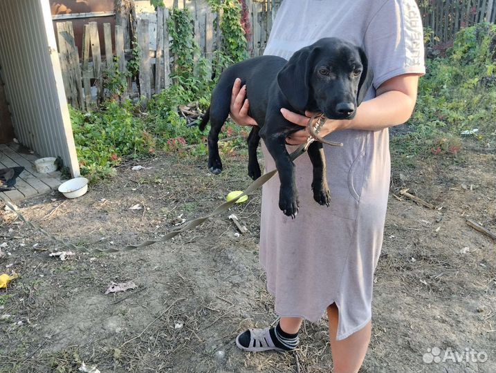 Маленькие собаки