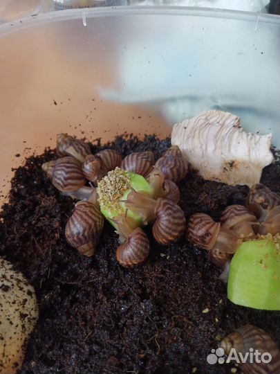 Улитка Ахатина