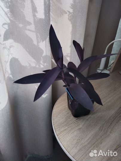 Традесканция фиолетовая