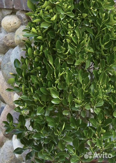 Бересклет зеленый