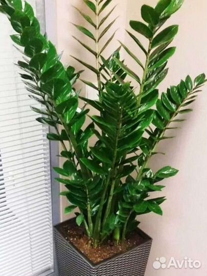 Продам цветы комнатные