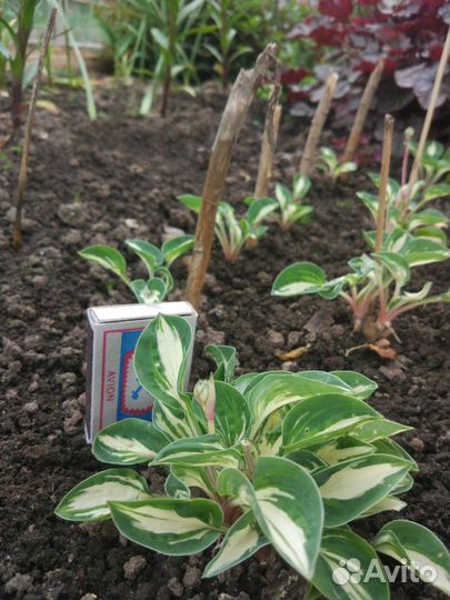 Хоста миниатюрная