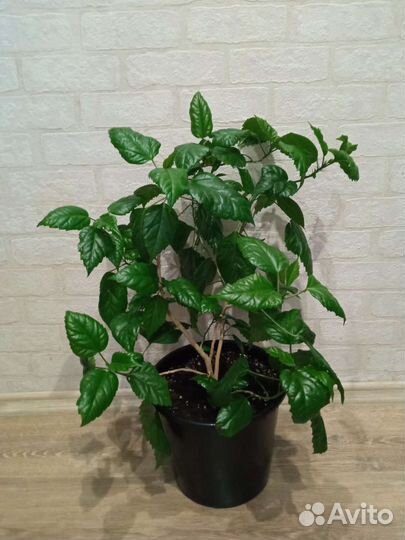 Гибискус китайская роза. Цвет красный