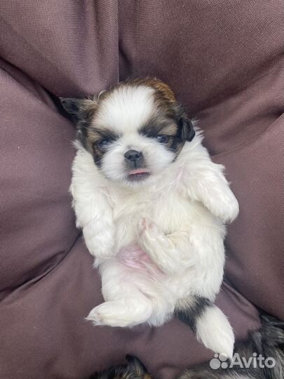 Щенки пекинеса