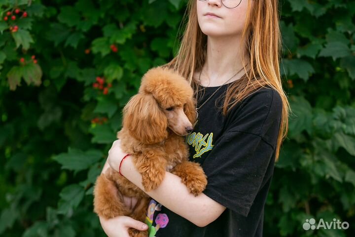 Той пудель щенки РКФ