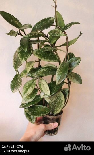 Хойи, дисхидии