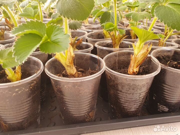 Рассада ремонтантной клубники