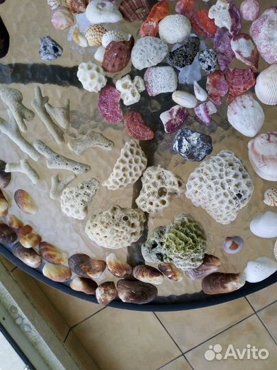 Ракушки и кораллы Персидского залива