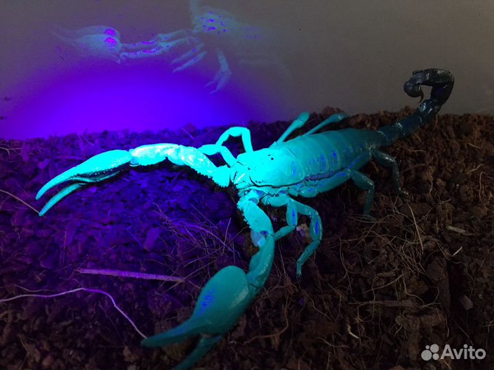 Уход за террариумами/Аквариумами