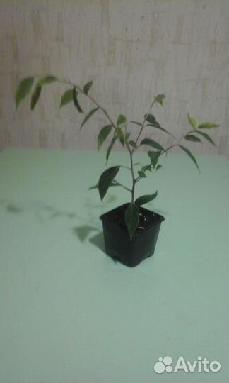 Фикус Наташа