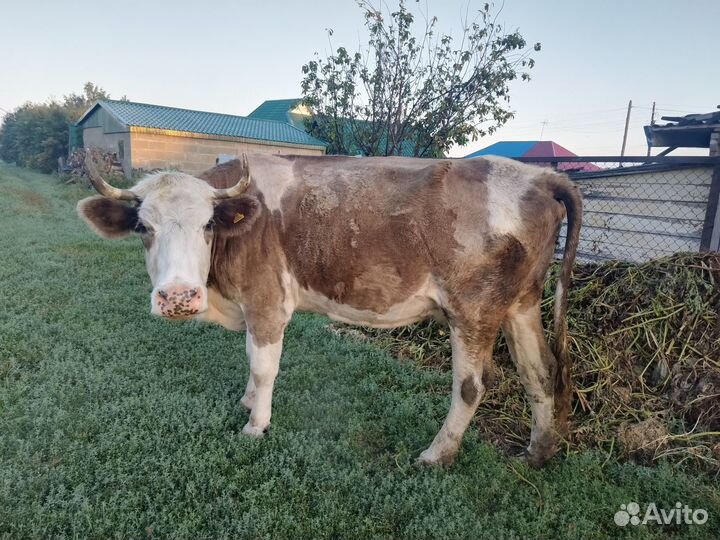 Продается дойная корова