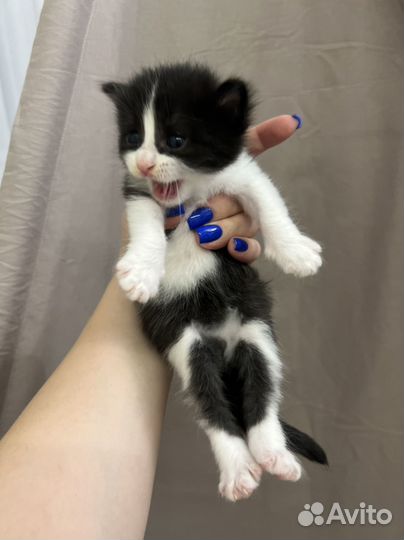 Кошка в дар