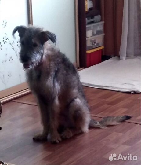 Собака в добрые руки