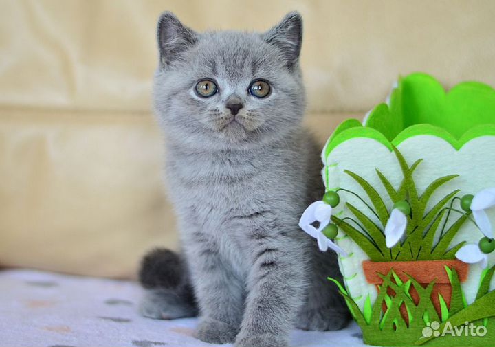 Красивый британский котенок