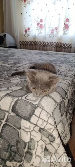 Отдам кошечку в хорошие руки