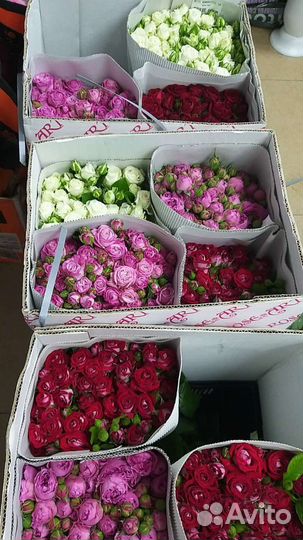 Роза кустовая пионовидная и бомбастик