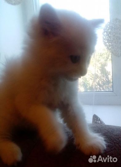 Красивая девочка в добрые руки