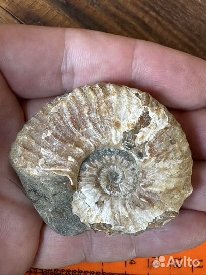 Аммонит окаменелость