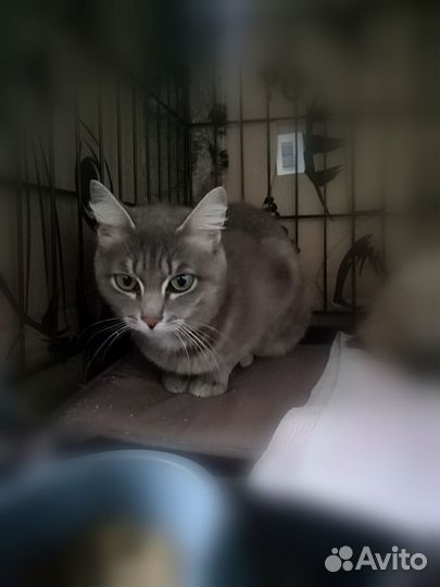 Кошки
