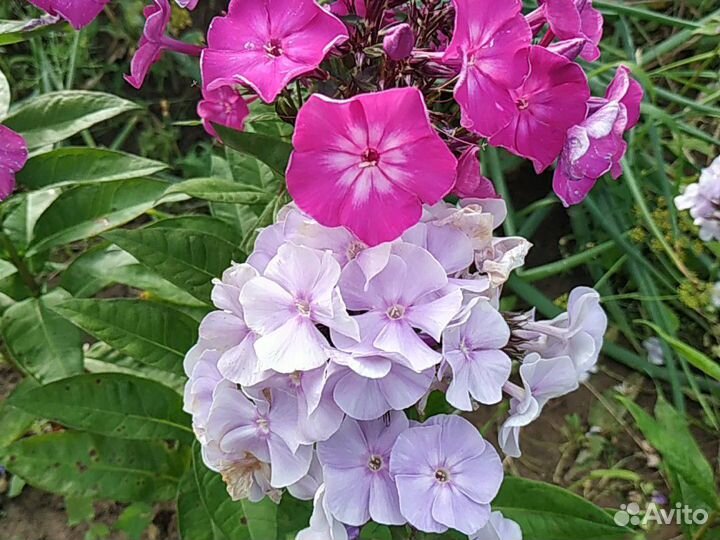 Флоксы сортовые