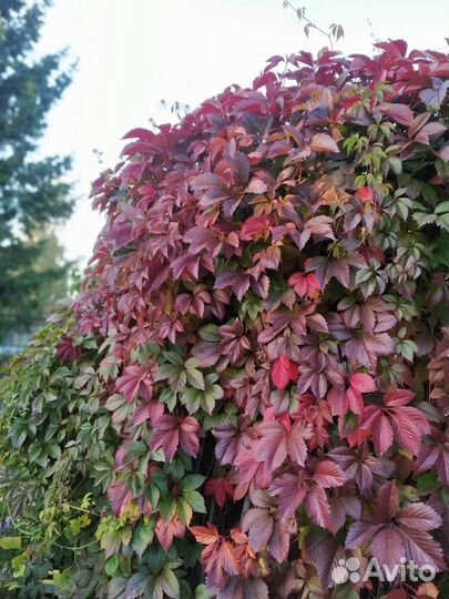 Саженцы девичий виноград