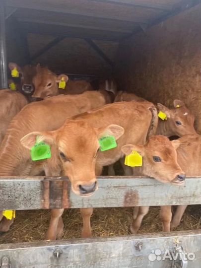 Джерсейские телочки