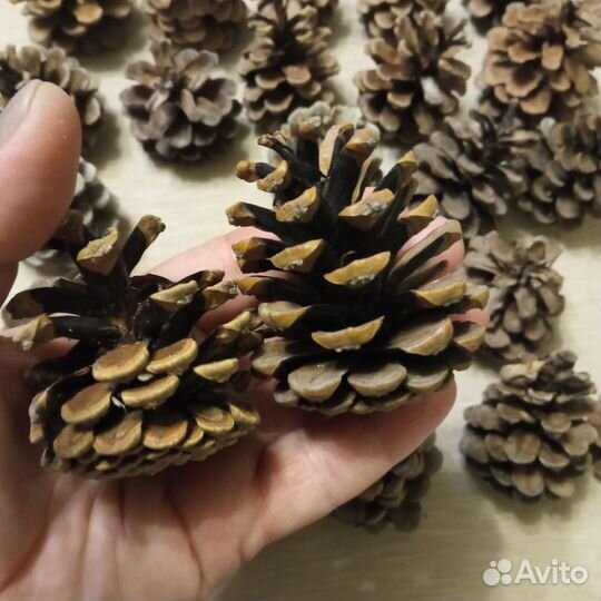 Шишка для творчества поделок