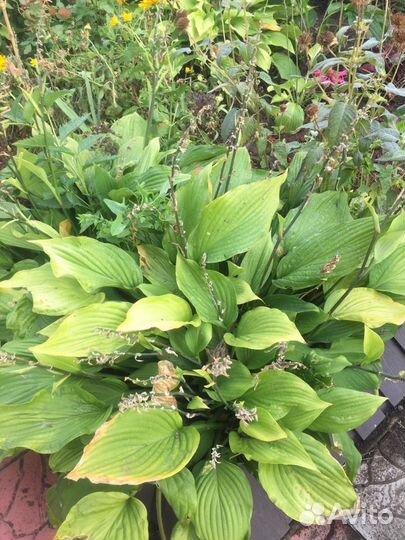 Монарда и хосты - многолетники