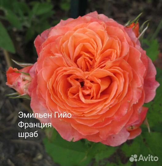 Саженцы роз