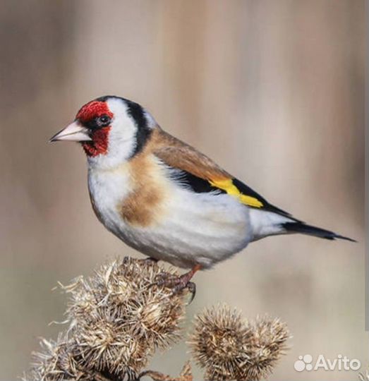 Щегол певчий