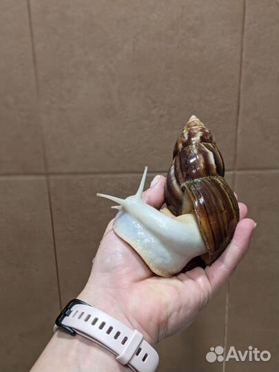Улитка ахатина белая